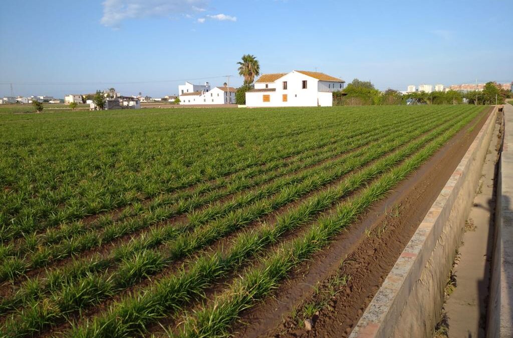 SPI of the month: Organic farming & collective water management in the Region of Valencia